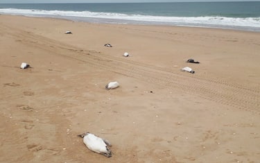 Dead penguins lie on the beach in Barra Laguna de Rocha, Rocha department, Uruguay on July 20, 2023. At least 2,000 penguins have been found dead on the eastern coast of Uruguay in the last 10 days, without registering cases of avian influenza, said authorities, who monitor the phenomenon. (Photo by STRINGER / AFP) (Photo by STRINGER/AFP via Getty Images)