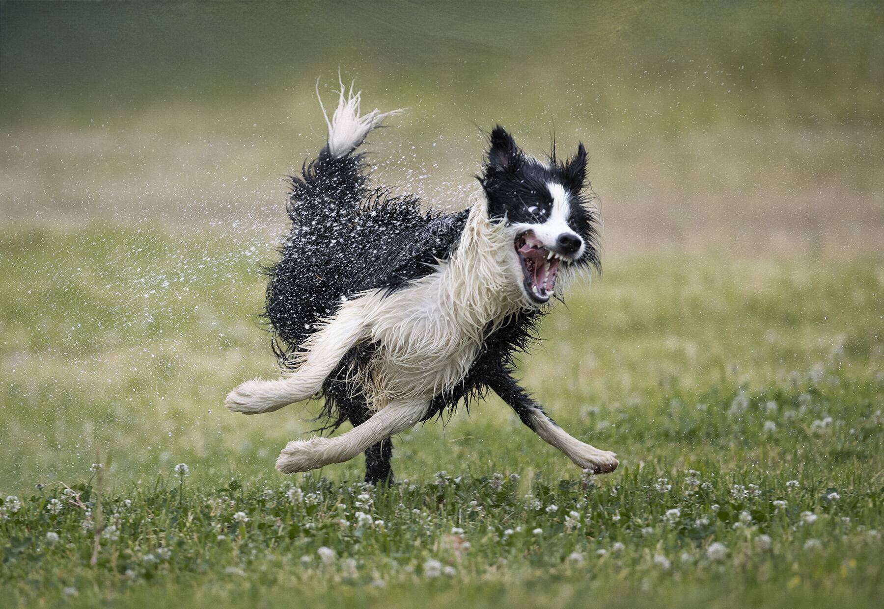 2._Dog_Category_Winner_Jose_Bayon_Nilo_s_love_for_water.jpg