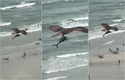 Aquila cattura squalo? No, ma il video del falco pescatore è virale