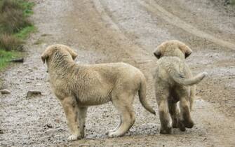 Rear view of two small Spanish mastiffs abandoned on a dirt road in León, Spain.