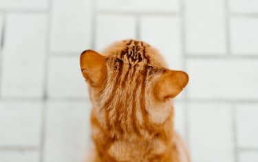 Rear view of a domestic ginger cat