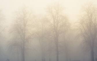 UK,London,Greenwich park on a misty day