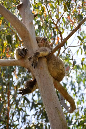 Koala bear in tree Australian marsupial  bear in tree asleep