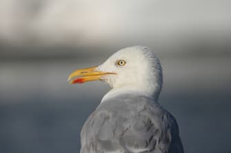 A Herring Gull, Larus argentatus, perching at the edge of a harbor.