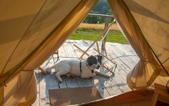 glamping or glamour camping with a dog