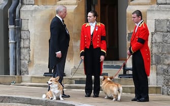 Due corgi fuori da Windsor durante la cerimonia per la regina Elisabetta