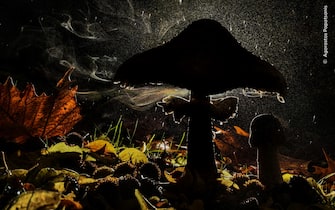 un fungo nella foto di Agorastos Papatsanis