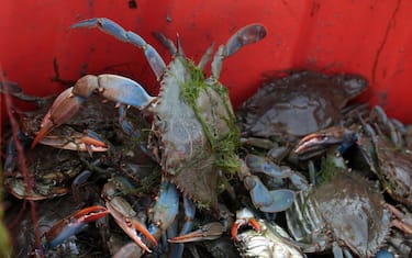 Rovigo - Pesca del granchio blu nella Sacca degli Scardovari dove sta' facendo negli allevamenti di vongole. Nella foto un granchio blu appena pescato (Rovigo - 2023-08-16, Roberto Brancolini) p.s. la foto e' utilizzabile nel rispetto del contesto in cui e' stata scattata, e senza intento diffamatorio del decoro delle persone rappresentate