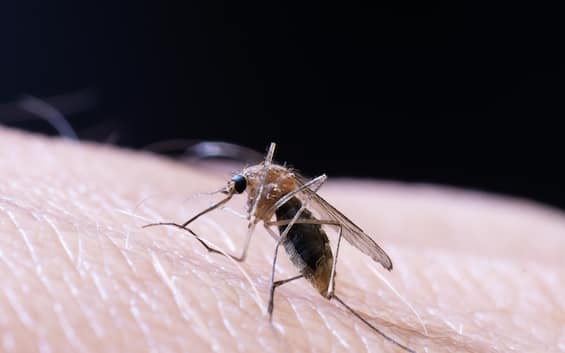west nile aumentano i casi in italia 22 i decessi i dati dell iss