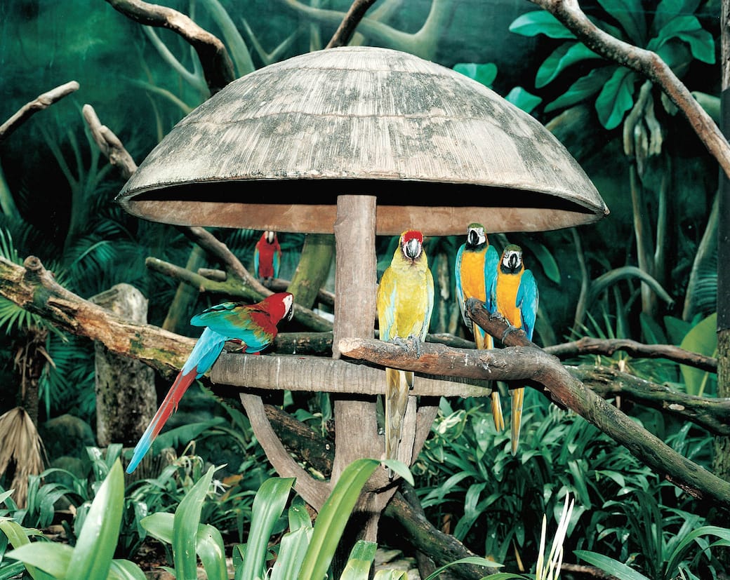 Armin_Linke_per_la_Diciassettesima_Giornata_del_Contemporaneo_Jurong_Bird_Park_Singapore_1999_–_2021.jpg
