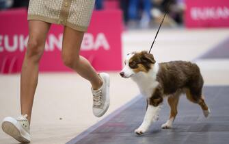 epa10957336 A dog is presented during the International Dog Show 2023 at the Poznan International Fair in Poznan, Poland, 04 November 2023. Dog lovers and enthusiasts, during the three day event, can enjoy showcasing 250 dog breeds and also explore stands presenting numerous accessories for dogs.  EPA/JAKUB KACZMARCZYK POLAND OUT