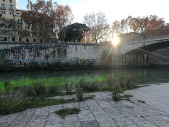 protesta ambientalista a Roma