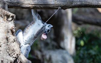 Bioparco, cibo fresco per gli animali contro il caldo