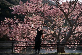 KAWAZU, JAPAN - FEBRUARY 20: A woman takes a photograph of Kawazu-zakura cherry trees in bloom on February 20, 2023 in Kawazu, Japan. In the small town on the east coast of the Izu Peninsula, a type of cherry blossom that begins to flower two months earlier than the normal type of cherry will be in full bloom at the end of February. (Photo by Tomohiro Ohsumi/Getty Images)