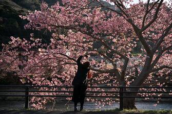 KAWAZU, JAPAN - FEBRUARY 20: A woman takes a photograph of Kawazu-zakura cherry trees in bloom on February 20, 2023 in Kawazu, Japan. In the small town on the east coast of the Izu Peninsula, a type of cherry blossom that begins to flower two months earlier than the normal type of cherry will be in full bloom at the end of February. (Photo by Tomohiro Ohsumi/Getty Images)