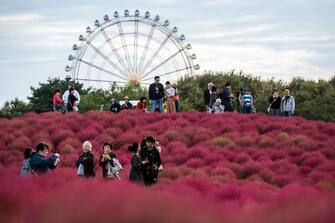 KATSUTA, JAPAN - OCTOBER 19: Visitors enjoy the red Kochias (summer cypress) at Hitachi Seaside Park on October 19, 2018 in Katsuta, Japan. For just a brief period between early to mid October each year, the Kochias on Miharashi Hills in Hitachi Seaside Park turn from green to vivid red drawing tourists from around Japan and further afield who pose for photographs against the sea of crimson. (Photo by Carl Court/Getty Images)