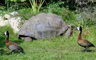 20051115 - ROMA - AMBIENTE: FESTA PER 175 ANNI 'TARTARUGA DI DARWIN'  NEL GUINNESS DEI PRIMATI L'ANIMALE PIU' VECCHIO DEL MONDO.  Nella foto di archivio , una tartaruga gigante con due palmipedi  ospitatiI nel Bioparco di Roma.  VIRGINIA FARNETI/ ANSA/ JI