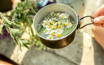 Fresh chamomile in pot with water for an infusion