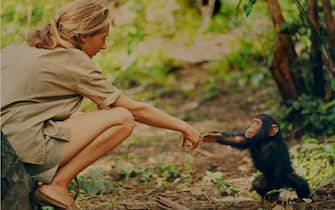 jane goodall