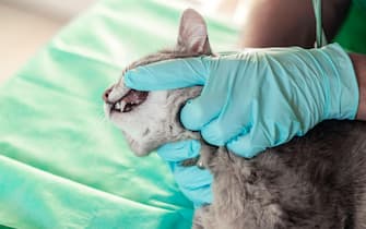 Male veterinarian examines the teeth of the animal.Gray cat on the examination table of the veterinary clinic. Cat fangs. Veterinary care. Veterinaria