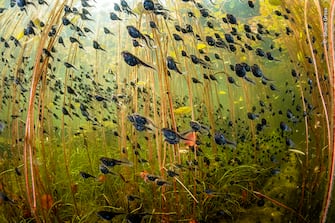 Shane Gross wins the grand prize - and the 'Wetlands: The Bigger Picture' category
