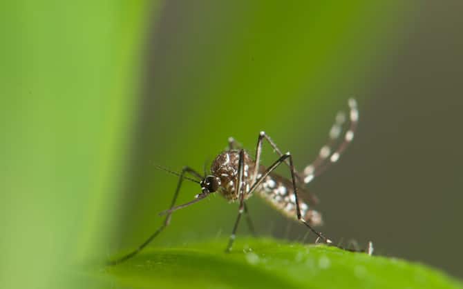 I 5 migliori repellenti anti zanzare al supermercato: la classifica di  Altroconsumo