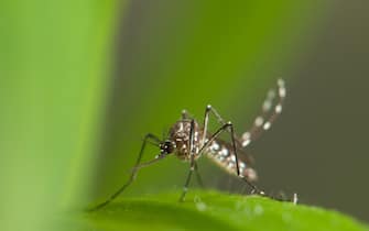 Aedes aegypti female resting into vegetation. One of the most common mosquito species worldwide, invasive to Europe in the past and carrier of Dengue, Yellow Fever and other diseases.