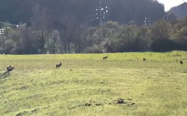 Il branco di sette lupi avvistato al confine tra Marche e Umbria, ai margini della statale 209 Valnerina, Preci, 27 novembre 2023. ANSA