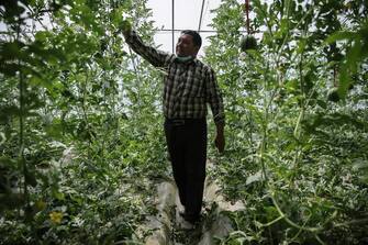 epa09169404 An ethnic minority farmer works in a watermelon greenhouse in Bageqi village of Aksu, western China's Xinjiang Uyghur Autonomous Region during a government organized trip for foreign journalists, Bageqi, China, 20 April 2021 (issued 30 April 2021). Japanese ketchup producer Kagome has stopped importing tomatoes from Xinjiang, joining the growing ranks of Western brands that have ceased sourcing materials from the region over alleged abuses against Uyghur Muslims. Located in the northwest of the country close to Central Asia and as the largest province-level division of China and the 8th largest country subdivision in the world, Xinjiang Uyghur Autonomous Region spans over 1.6 million square kilometres and has a population of 25.23 million inhabitants. According to the latest population census, about 46 percent of Xinjiang's population is ethnic Uighur, although not all of them are Muslim, and 40 percent is Han and the rest are Kazakh, Hui and other ethnic groups. Xinjiang suffered harsh years of terrorist attacks, mostly related to Islamist extremism, which began in 1992 and escalated between 2009 and 2014. The regional government refuses to provide data on the total victims caused by the attacks, but it is estimated that about a thousand people died and another 2,000 were injured between 1992 and 2017. The government's crackdown on extremism in the region over the years has curtailed the unrests but it has been mired in controversy in recent years with mounting criticism from the West of alleged human rights abuses. China has denied all allegations of human rights abuses, calling them the 'lie of the century'.  EPA/WU HONG ATTENTION: This Image is part of a PHOTO SET