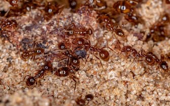 Adult Fire Ants of the Genus Solenopsis