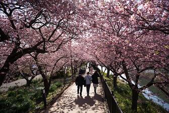 KAWAZU, JAPAN - FEBRUARY 20: Tourists walk under Kawazu-zakura cherry trees in bloom on February 20, 2023 in Kawazu, Japan. In the small town on the east coast of the Izu Peninsula, a type of cherry blossom that begins to flower 2 months earlier than the normal type of cherry will be in full bloom at the end of February. (Photo by Tomohiro Ohsumi/Getty Images)