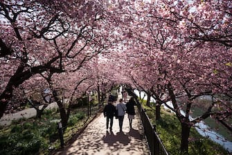 KAWAZU, JAPAN - FEBRUARY 20: Tourists walk under Kawazu-zakura cherry trees in bloom on February 20, 2023 in Kawazu, Japan. In the small town on the east coast of the Izu Peninsula, a type of cherry blossom that begins to flower 2 months earlier than the normal type of cherry will be in full bloom at the end of February. (Photo by Tomohiro Ohsumi/Getty Images)