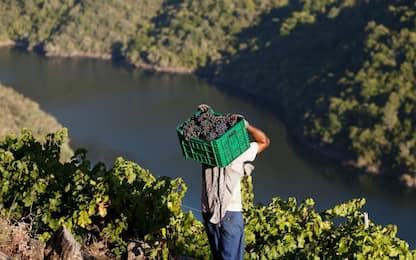 Stime Ue: crolla la produzione del vino in Italia