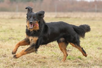Running dog (Hovawart)