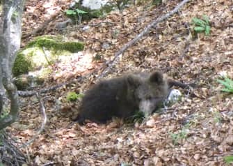 Il cucciolo di orso bruno recuperato il mese scorso dai forestali in Val Rendena e rinchiuso dell'area faunistica del Casteller a sud di Trento,  rilasciato questa mattina, 1 LUGLIO 2011,  nei boschi del Brenta meridionale, dopo aver recuperato il peso forma.
ANSA / LIFE URSUS
