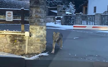 Alcuni lupi sono stati avvistati nel centro di Courmayeur, in una immagine scattata con lo smartphone da una residente in strada delle Volpi, 2 marzo 2023. ANSA/ PER GENTILE CONCESSIONE ANTONELLA BARBERIO ++HO - NO SALES EDITORIAL USE ONLY++NPK+
