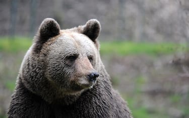 Germany,  Bad Rippoldsau-Schapbach (Baden-Württemberg) - April 15,  2023
Bear JURKA, mother of Bruno, the first wild bear to cross the border into Germany in over. 100 years, who was unfortunately shot in. Bavaria, Germany in 2006 and mother of Gaia Jj4 who attacked and killed the hiker Andrea Papi in the autonomous northern province of Trento - Italy,  seen in the Alternativer Wolf- und Bärenpark  (Alternative wolf and bear park) in the Black Forest where she has lived for several years / today saturday  April 15, 2023 (Bad Rippoldsau-Schapbach - 2023-04-15, Antonio Pisacreta/ROPI) p.s. la foto e' utilizzabile nel rispetto del contesto in cui e' stata scattata, e senza intento diffamatorio del decoro delle persone rappresentate