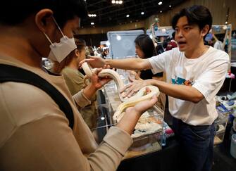 epa10861810 A visitor (L) inspects a python sale as exotic pets at T-REX Thailand Reptile Expo in Bangkok, Thailand, 15 September 2023. The T-REX Thailand Reptile Expo is a trade showcase exhibiting hundreds of reptiles and exotic animals breeders to sell the reptile as exotic pets for enthusiasts.  EPA/RUNGROJ YONGRIT