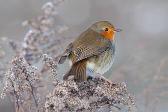 Robin in winter at Clumber Park, Worksop.