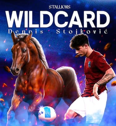 LA WILD CARD DEGLI STALLIONS