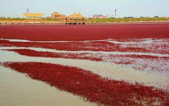Breathtaking Panjin Red Beach in NE China