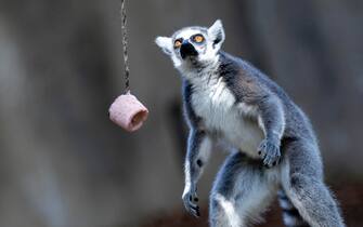 Bioparco, cibo fresco per gli animali contro il caldo