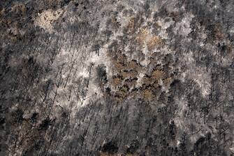 Burnt trees in a forest area following a wildfire in the National Park of Dadia, Alexandroupolis, Greece, on Tuesday, Aug. 29, 2023. With more than 72,000 hectares burnt, the Alexandroupolis wildfire in Evros is the largest on record in the EU. Photographer: Konstantinos Tsakalidis/Bloomberg via Getty Images