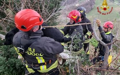 Cane cade in una scarpata, salvato da Vigili Fuoco nel Cesenate