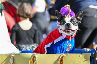 NEW YORK, NEW YORK - OCTOBER 22: Jojo a Boston terrier dresses as the new king of England, Charles participate in the 32nd Annual Tompkins Square Halloween Dog Parade on October 22, 2022 in New York City. The parade returned to Tompkins Square Park after being relocated last year.  (Photo by Alexi Rosenfeld/Getty Images)