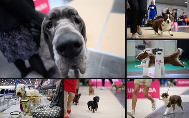 dog_show_poznan_ansa_hero