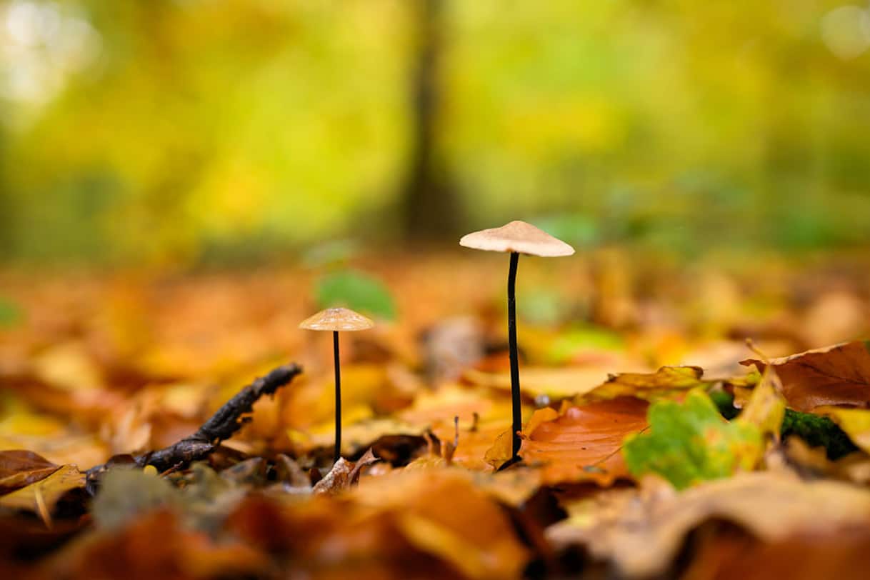 napoli 25 casi di intossicazione da funghi l appello degli esperti