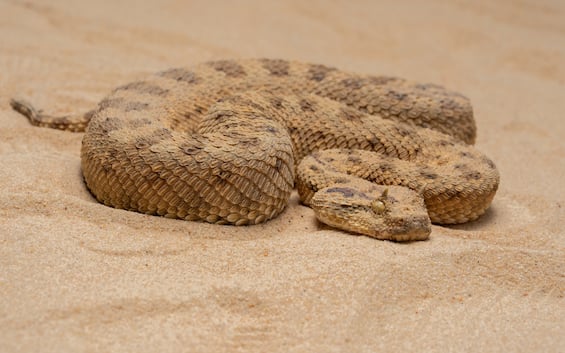 san marino detiene illegalmente vipera della sabbia che lo morde 2 volte multato 30enne