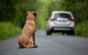 Abandoned dog on the road