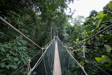 4. Camminare tra gli alberi della foresta pluviale: le Canopy Walk 